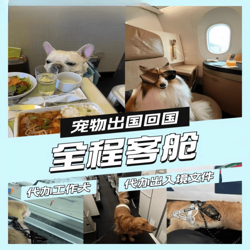 澳门宠物托运到白俄罗斯宠物入境规定和要求
