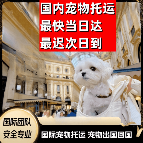 澳门到澳大利亚（澳洲）宠物入境规定和要求